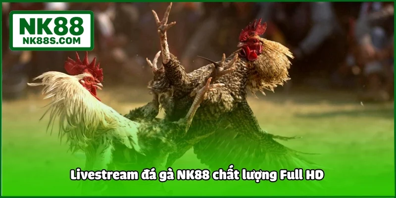 Livestream đá gà NK88 chất lượng Full HD