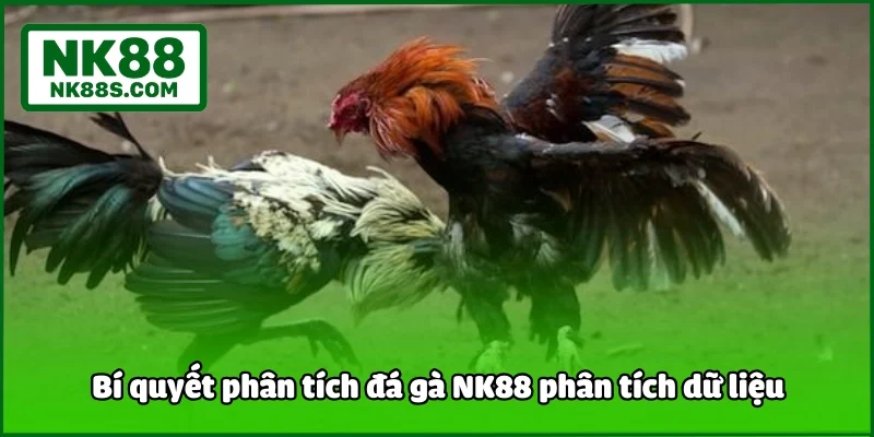 Bí quyết phân tích đá gà NK88 phân tích dữ liệu