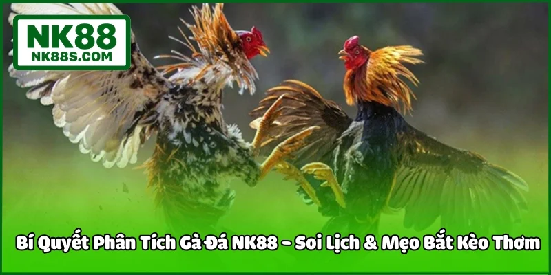 Bí Quyết Phân Tích Gà Đá NK88 - Soi Lịch & Mẹo Bắt Kèo Thơm