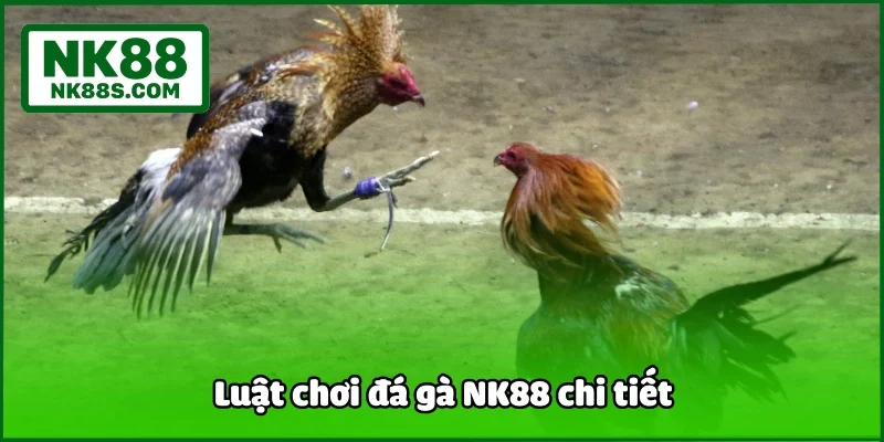 Luật chơi đá gà NK88 chi tiết