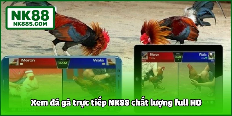 Xem đá gà trực tiếp NK88 chất lượng full HD